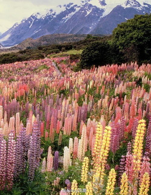 早安。今天精神不错。图：羽扇豆（又名鲁冰花）开放在Mount Cook国家公园的晨光中。（新西兰）source:hoangdan1225