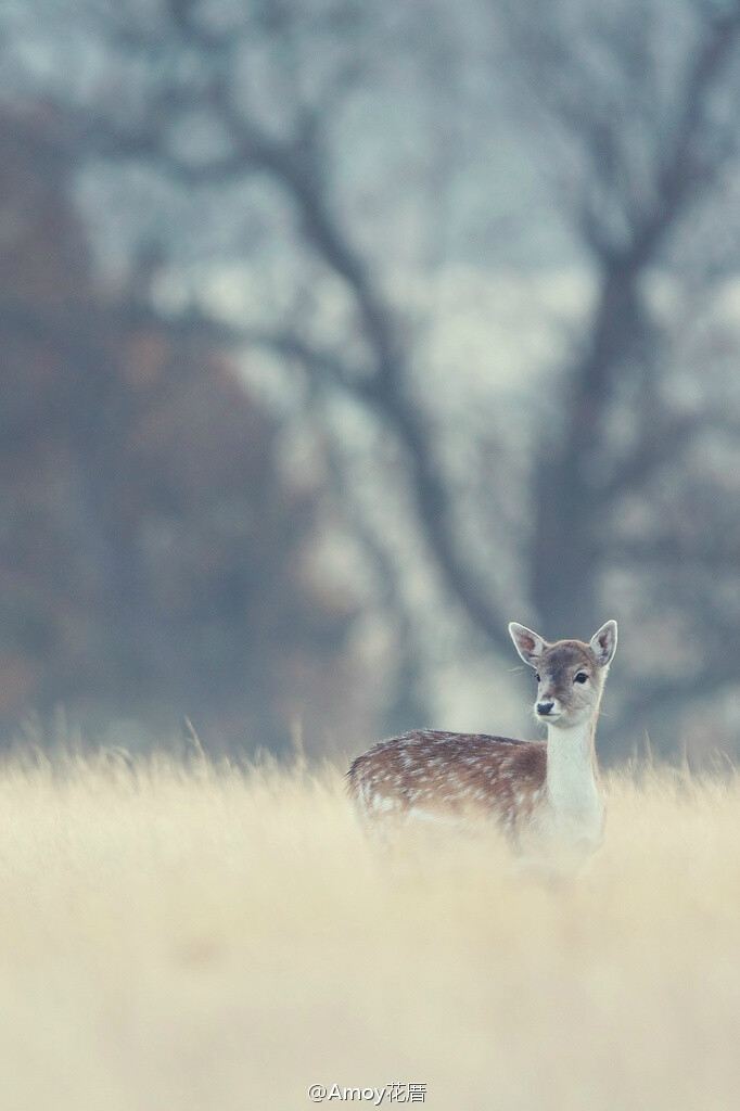 早安，周一。 source:mark bridger.