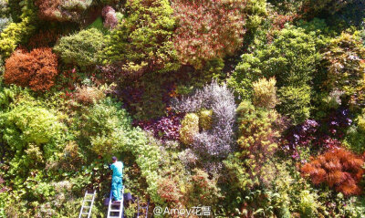 在西班牙马德里的CAIXAFORUM文化艺术中心，有着一个著名的大型垂直花园。由法国植物学家Patrick Blanc设计，这面植物墙跨度约1500平方英尺，生长着约250种植物。植物的种植也极有讲究，在不同季节呈现出不同的色彩和…