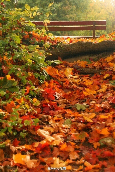 秋意渐浓。喜欢这个充满色彩的季节。图片来自网络的搜集。