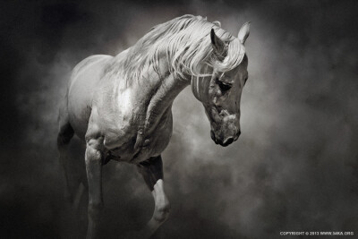 Black and White Horse by 54ka :: Black and White Horse :: animals