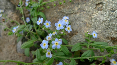 Trigonotis peduncularis var. amblyosepala（中文名：钝萼附地菜）