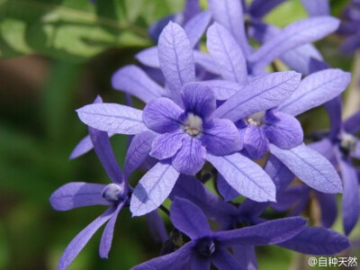 蓝花藤 ，Petrea volubilis ，马鞭草科蓝花藤属