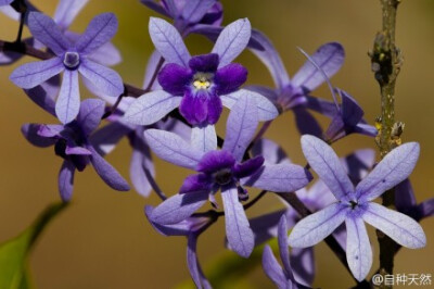 蓝花藤 ，Petrea volubilis ，马鞭草科蓝花藤属