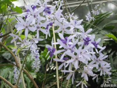 蓝花藤 ，Petrea volubilis ，马鞭草科蓝花藤属