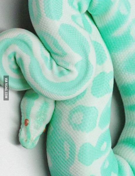 The most beautiful snake I've ever seen