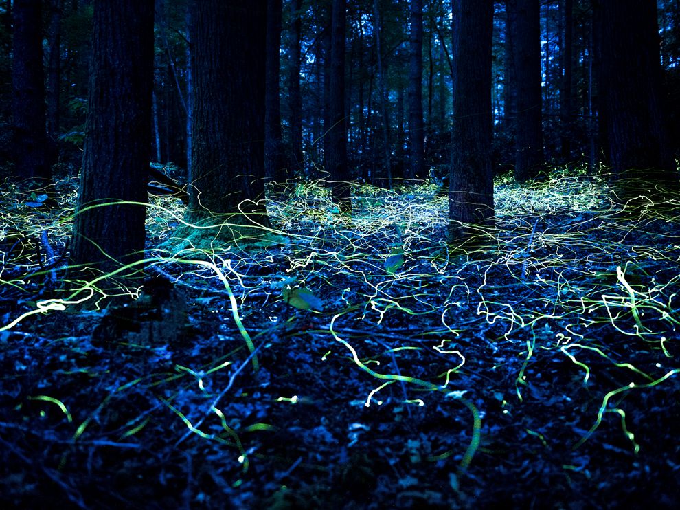 A forest floor in North Carolina is traced with the movement of blue ghost fireflies in this time-lapse image by Your Shot contributor Spencer Black, who says the element of surprise compels him toward long-exposure photography. "These fireflies are unique because their blink pattern is much longer