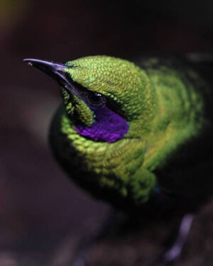 Emerald starling