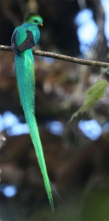 Nothing to do with interiors, but it is Emerald and it is Beautiful!