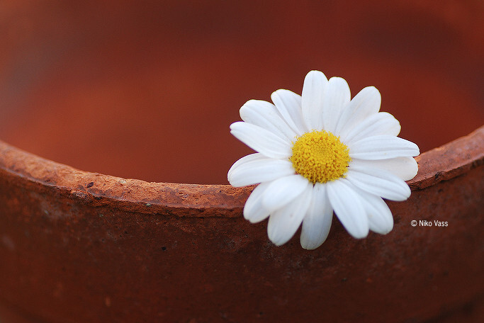 Photograph Daisy by Niko Vass on 500px