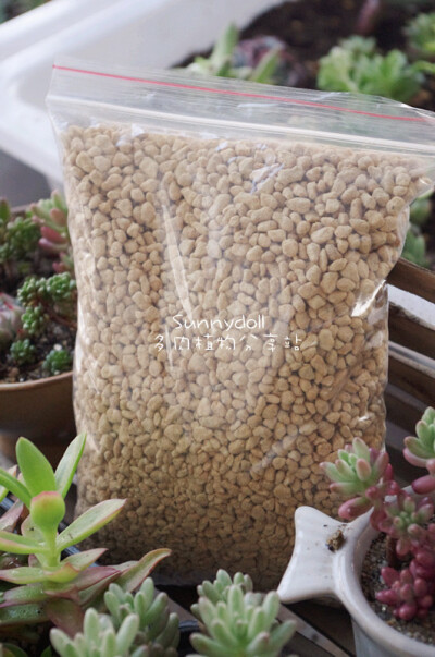 多肉植物~铺面神物