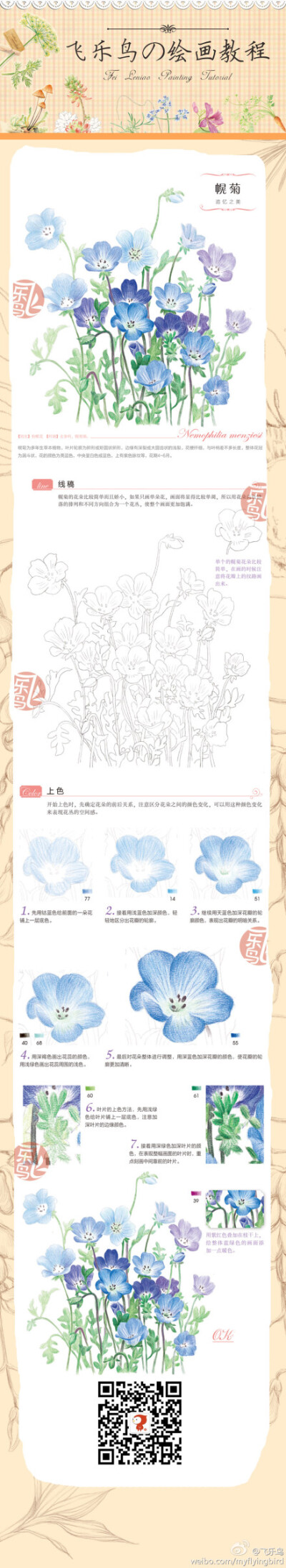 幌菊——飞乐鸟的彩铅手绘教程