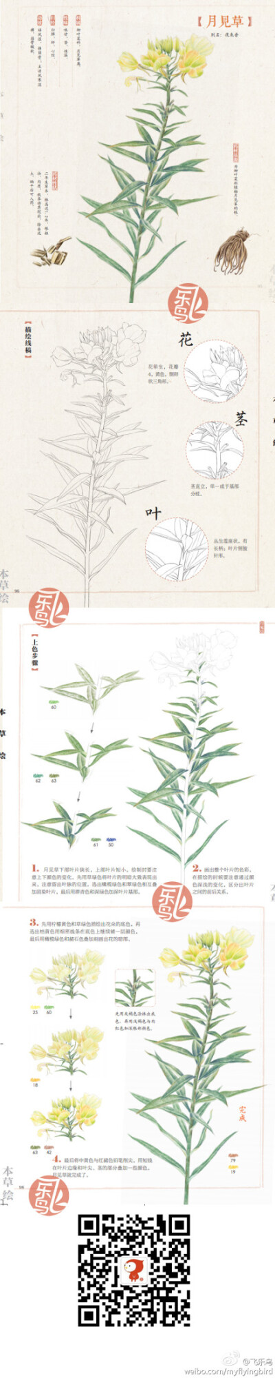 月见草——飞乐鸟的手绘彩铅教程