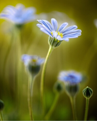 Mandy Disher