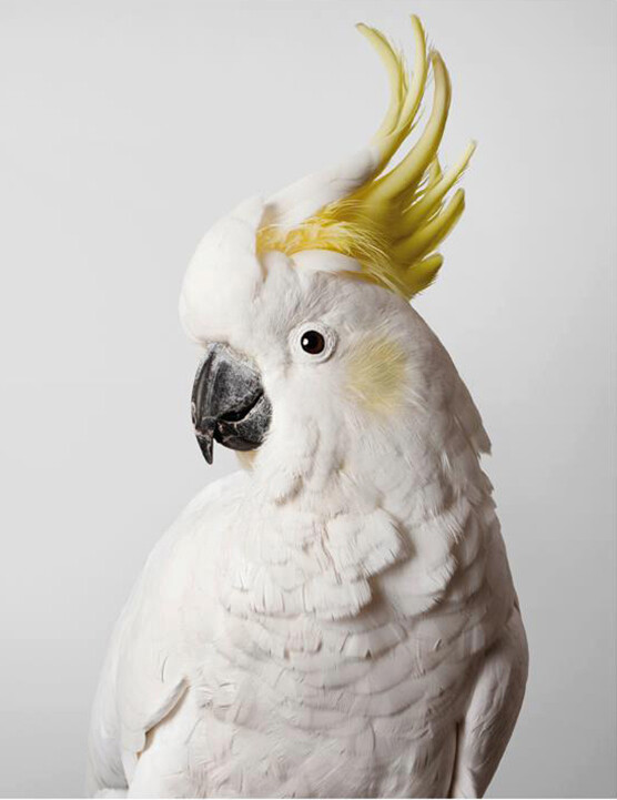 鹦鹉的皇冠