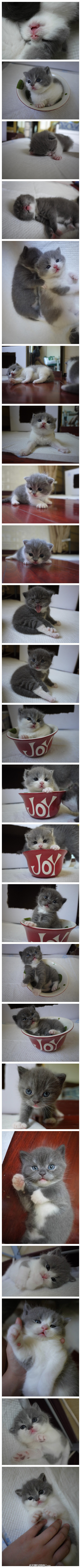 这个超萌小奶猫专辑之前好像见人推荐过~？豆瓣Joy童鞋家的三丸诞生记！萌酥了好吗=///=可以去豆瓣相册原址围观http://t.cn/zQSSJq2 【再贴一遍小奶猫如何照料的帖子哇不要嫌我烦~戳这里：http://weibo.com/1560021134/znYOjpGM8】