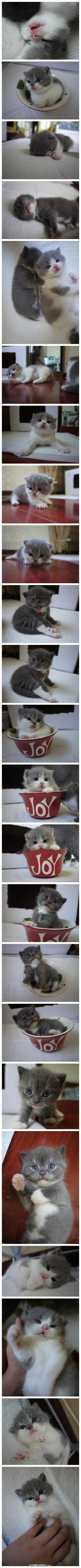 这个超萌小奶猫专辑之前好像见人推荐过~？豆瓣Joy童鞋家的三丸诞生记！萌酥了好吗=///=可以去豆瓣相册原址围观http://t.cn/zQSSJq2 【再贴一遍小奶猫如何照料的帖子哇不要嫌我烦~戳这里：http://weibo.com/156002113…