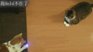 主人太坏了，这俩喵星人还玩儿得挺high的。。。（转）