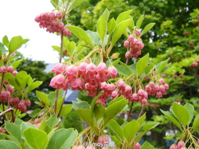 杜鹃花科吊钟花属Enkianthus Campanulatus 'Red Bells'