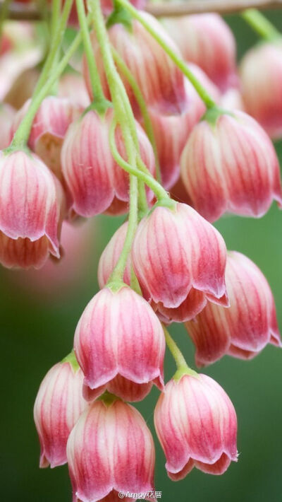 杜鹃花科吊钟花属Enkianthus Campanulatus 'Red Bells'