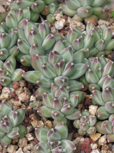 景天科厚叶草属Pachyphytum compactum【千代田之松】喜欢它木刻一样有趣的纹路。 source:hortulus