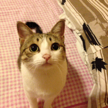 #瓜皮# 头上的呆毛〜