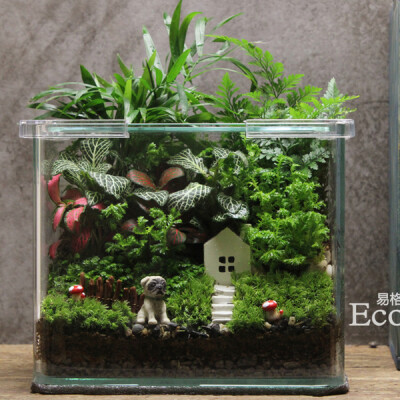 Ecoecho苔藓微景观苔藓瓶生态瓶创意绿植造景方缸&ldquo;盼&rdquo;