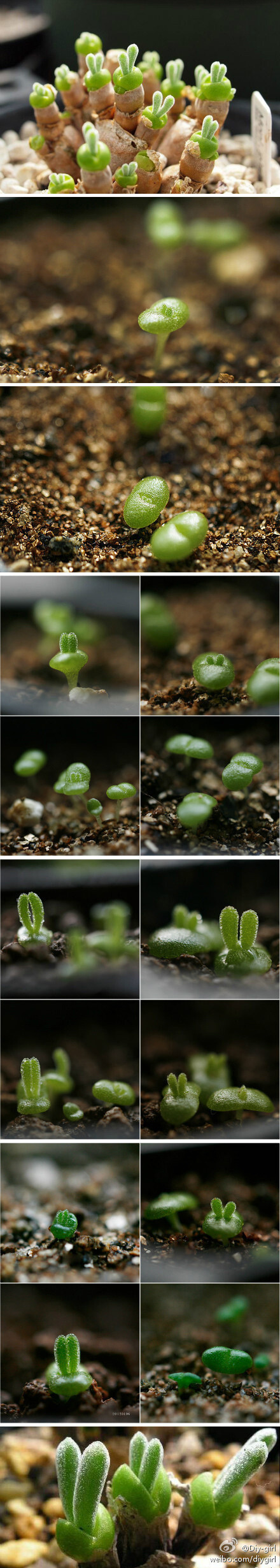 这种植物叫：“Monilaria obconica（碧光环）”番杏科多肉植物，原产南非bulabula。这就是森女们喜爱的兔耳朵