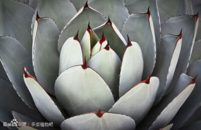 Agave parryi v. truncata 虚空藏