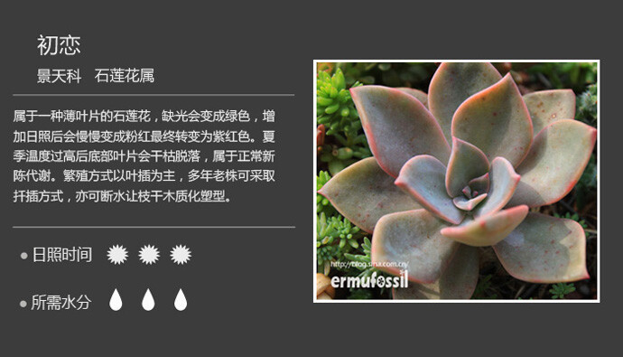 【100种常见多肉植物图鉴】 &lt;wbr&gt;+ &lt;wbr&gt;多肉植物常见问题解答