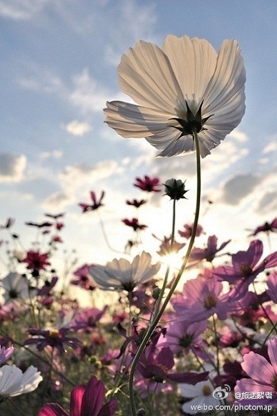 格桑花，中文学名：波斯菊，拉丁学名：Cosmos bipinnatus Cav.。花语：“怜取眼前人”。藏族有一个美丽的传说：不管是谁，只要找到了八瓣格桑花，就找到了幸福。把幸福转走吧。。。（转）