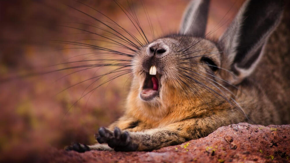打哈欠的山绒鼠mountainviscacha