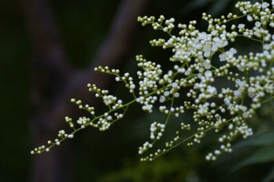 # 珍珠梅 : 好似一片片雪花# 白露时节，珍珠梅的花期虽然要结束了，可是那一朵朵洁白的花儿，每每看到都会让我心生爱怜，我愿意就这样静静的看着它。