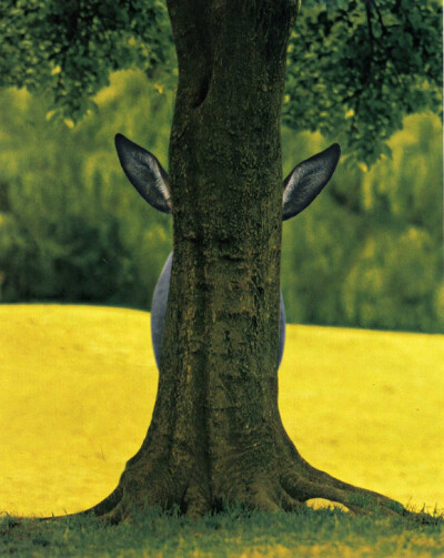 Hide and seek donkey