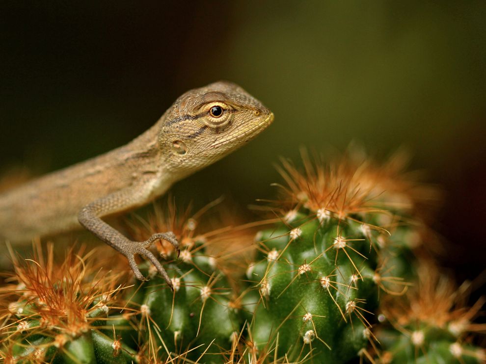  No more than five inches long, a baby garden lizard of the Calotes genus rests on a cactus in Your Shot contributor Arpan Parui's backyard. "I first saw it on a winter morning sitting on a brick," Parui says. "Its dreamy eyes, basking in the pleasures of its surroundings, caught my attention." A r