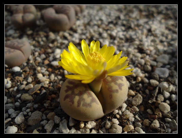 《又到一年花开季，娇美番花赏不及》2013年生石花开花全纪录