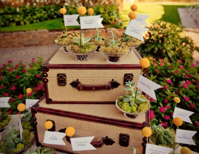 suitcase, buckeyballs, escort cards, succulents