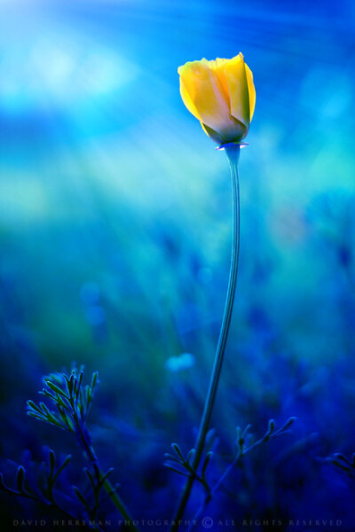 归来池苑皆依旧，太液芙蓉未央柳。芙蓉如面柳如眉，对此如何不泪垂。春风桃李花开夜，秋雨梧桐叶落时。