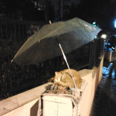 【陌生的好心人替流浪猫撑伞遮雨】不久前，一名美国网友分享了一张照片，一只流浪猫睡在旧报纸上，而有个好心人留下一把伞，替它遮雨。