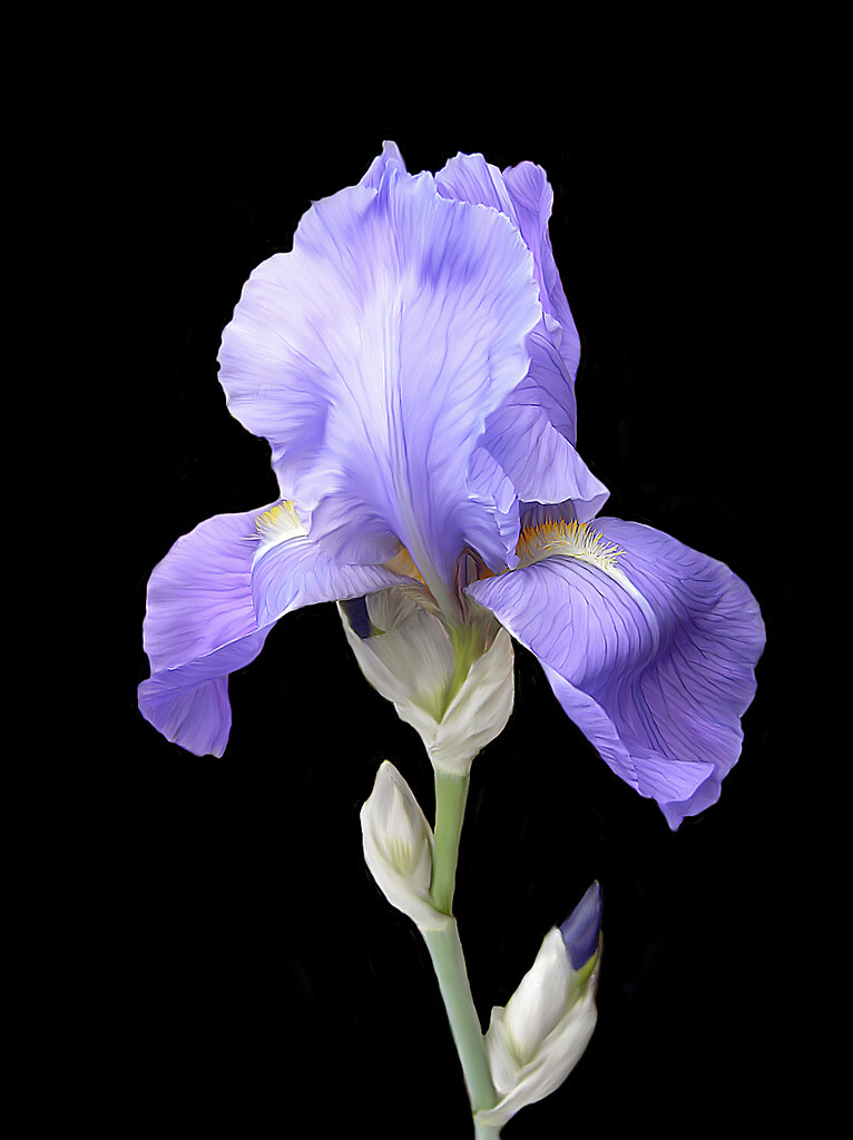 Iris