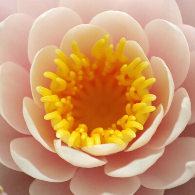 50张微距鲜花摄影作品