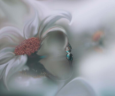 50张微距鲜花摄影作品