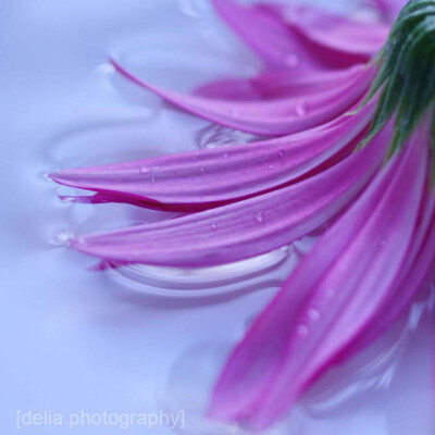 50张微距鲜花摄影作品