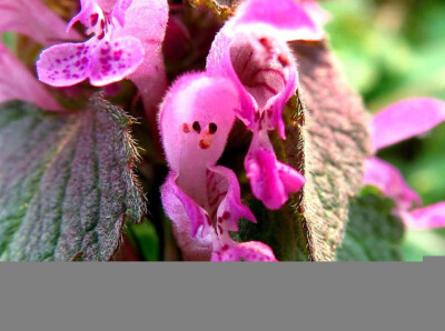 50张微距鲜花摄影作品