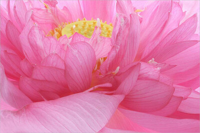 50张微距鲜花摄影作品