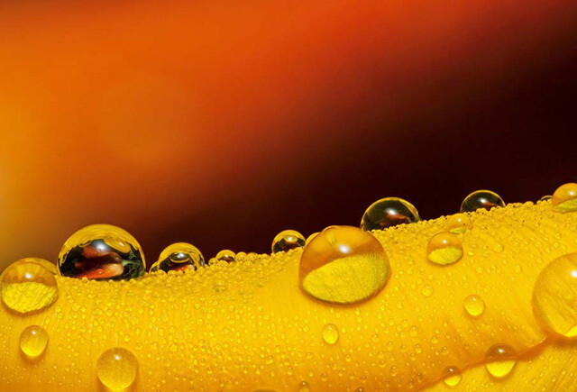 50张微距鲜花摄影作品