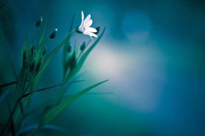 50张微距鲜花摄影作品