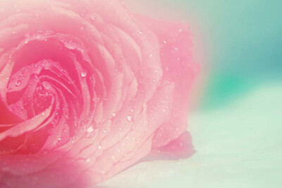 50张微距鲜花摄影作品