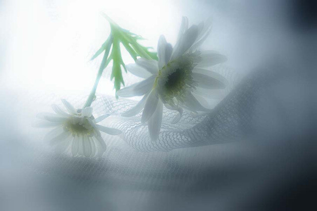 50张微距鲜花摄影作品