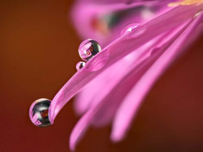 50张微距鲜花摄影作品